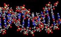 Mennesket DNA som også indeholder genet